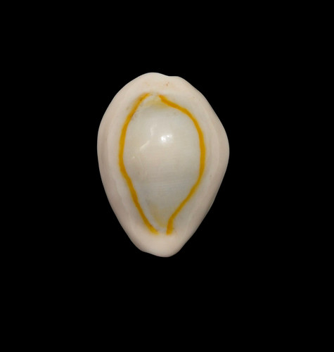 Conchiglia shell cypraea - conchiglia,