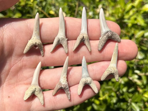 Denti squalo fossile - di,