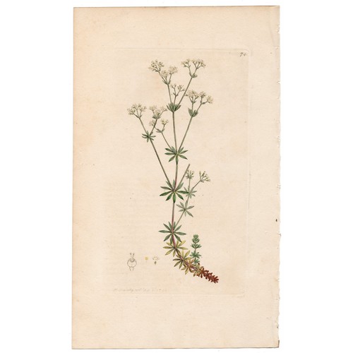 Antica botanica inglese 1793