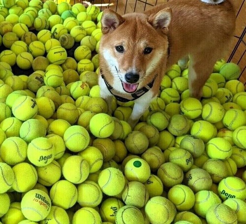 100 palline tennis usate a - 100,
