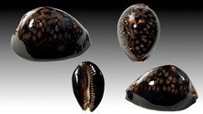 Cypraea mauritiana, Cuyo Islands, 89,6 mm, XL, BRILLIANT, GREAT SPECIMEN