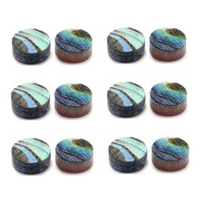 12PCS Orecchia di Mare Shell