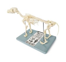 Modello scheletro cane (cane)