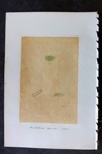 Alga originale art C1875