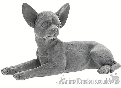 Grey velvet laying chihuahua - grey,