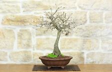 Bonsai di Quercia Roverella (46)