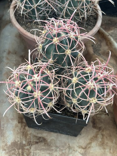 Echinocactus polycephalus - echinocactus,
