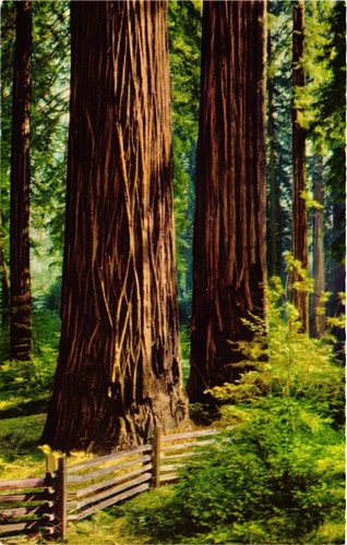 Sequoia tronchi - tronchi,