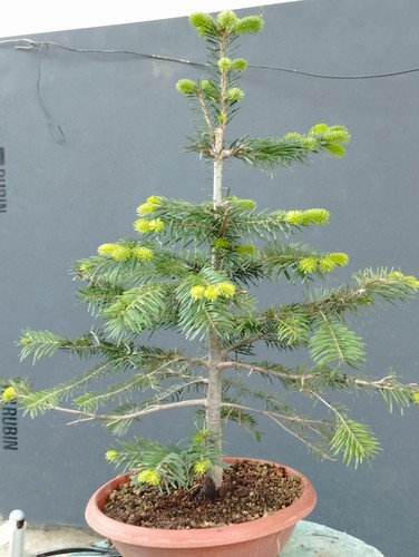 Pre bonsai pino bianco - di,