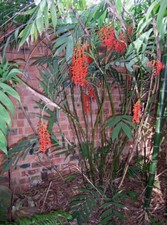 6 SEMI DI Chamaedorea