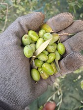 Olio extravergine oliva - di,
