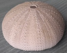 Fossile di Riccio di Mare