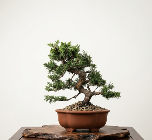 Bonsai ginepro kishu - di,