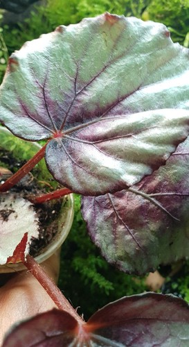 Begonia rex putz silver - begonia, and