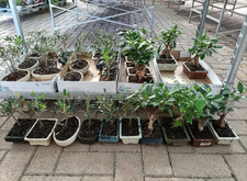 Bonsai Ginseng Carmona Olivo 