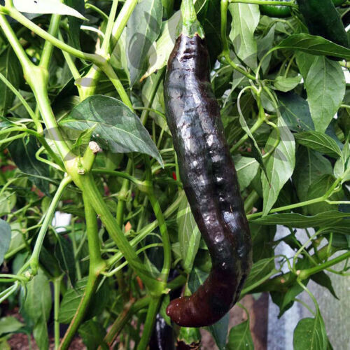 Peperoncino pasilla bajio - bajio, 10