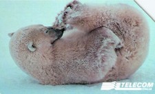 G 842 C&C 2912 USED ANIMAL