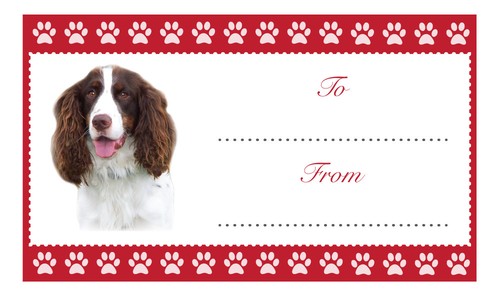 Springer spaniel etichette - springer,
