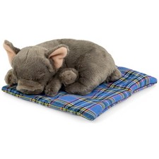 Carl Dick Bulldog francese su