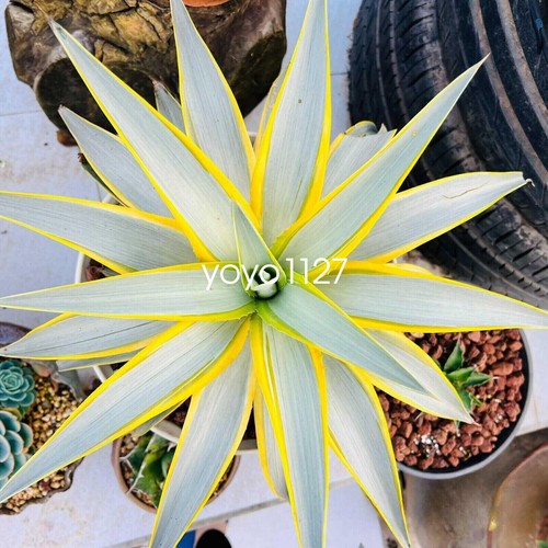 Agave desmetiana galaxy - agave,