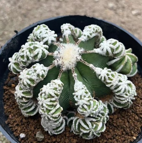 Aztekium hintonii - 8~9,