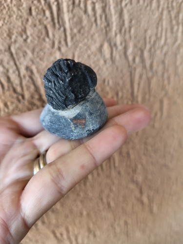 Fossili trilobite phacops - *,