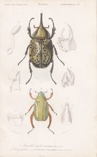 Scarabaeus Hyllus Coleottero Insetti Incisione Acciaio Orbigny 1849