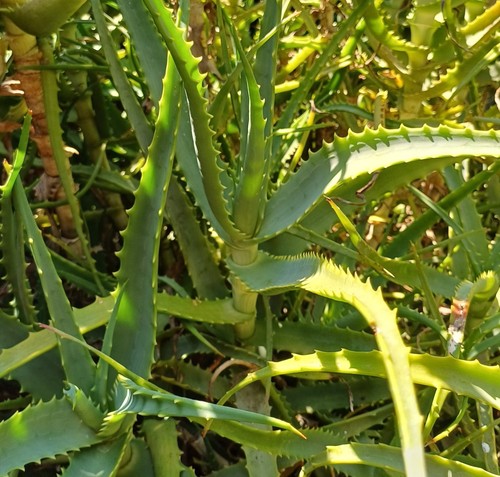 Piantine aloe arborescens - aloe,