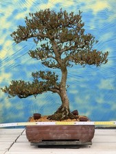 Joe Bonsai di Azalea Satsuki