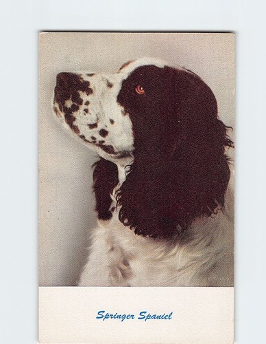 Cartolina springer spaniel - cartolina,