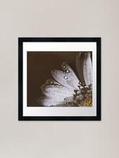 Sussurra tuoi segreti arte - sussurra,