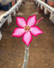 ADENIUM OBESUM - APOCYNACEAE -