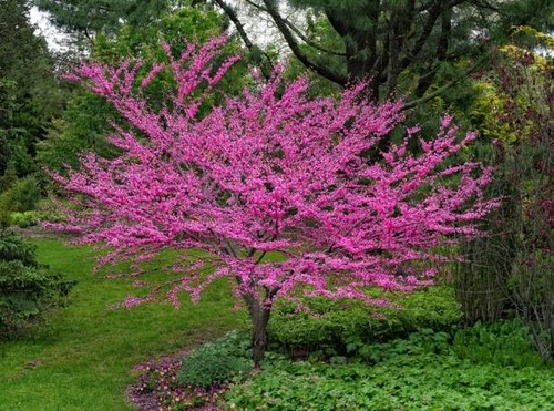 Cercis siliquastrum albero - siliquastrum,