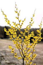 Noce Magica Fiore Giallo