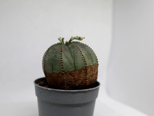 Euphorbia Obesa Rare form