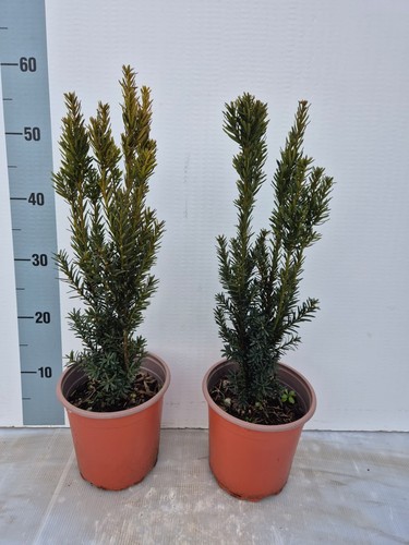 Piante taxus x media - piante,