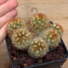 Mammillaria carmenae