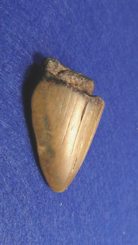 Dente megalodonte - dente,