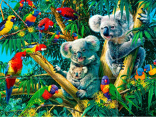 cucciolo bambino koala orso