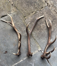 Corna palchi trofei di cervo in serie per collezione o artigianato