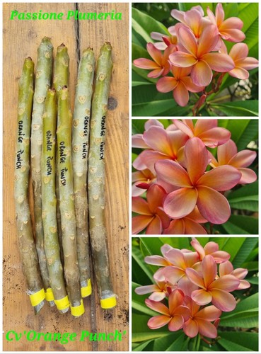 Talea plumeria - di, (plumeria