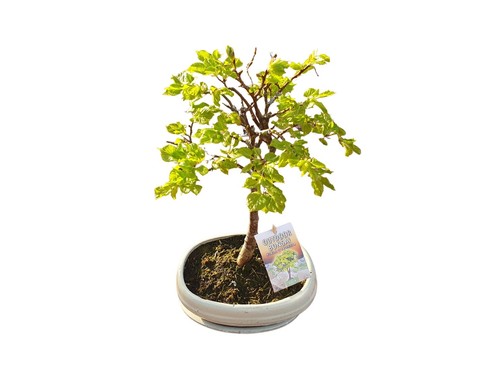 Bonsai tiglio esterno - di, da