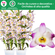 Piante di orchidea - Bamboo