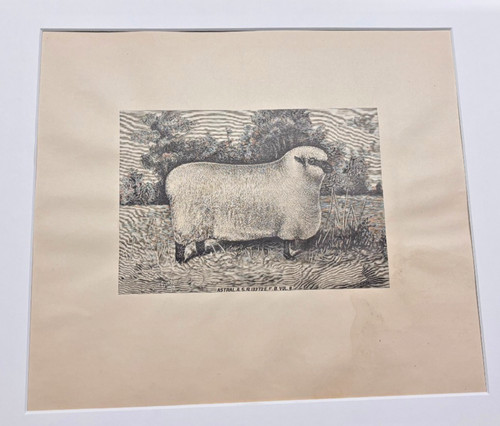 Suffolk ram incisione astrale - suffolk,