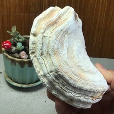 Bonsai Naturale Suiseki Gobi