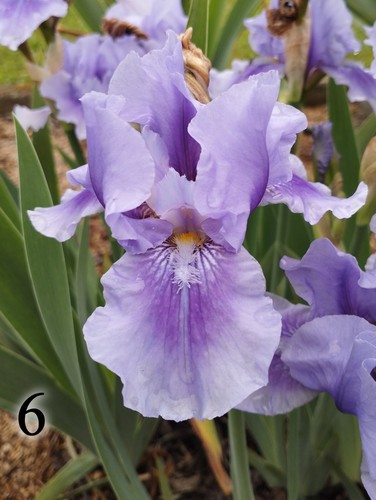 Rizoma iris germanica - iris,