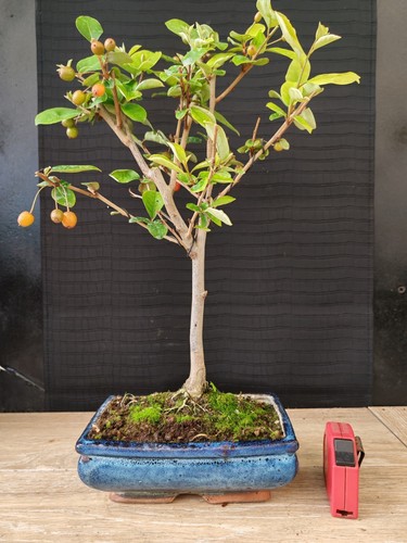 Bonsai eleagnus 46 - h,