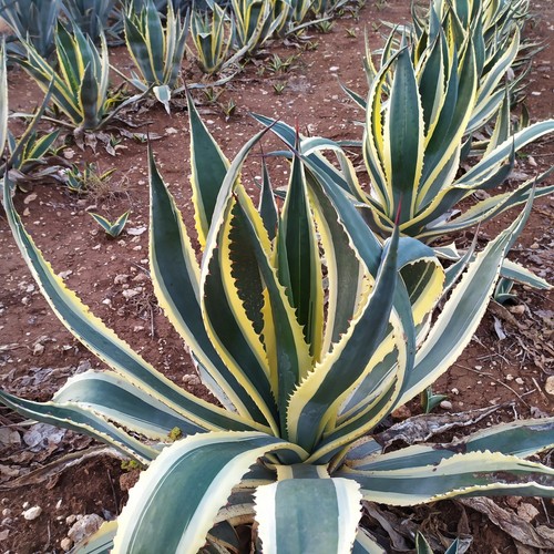 Agave americana pianta - americana,