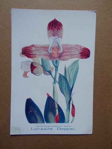 Carte orchidée lycaste - carte,