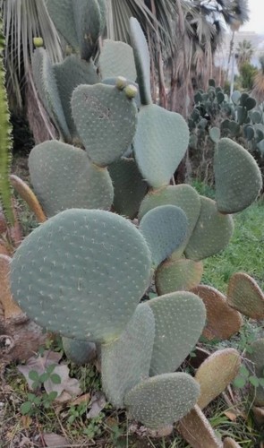 Vaso pianta opuntia - vaso,